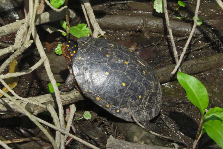 Spotted turtle in Williamsburg, Virginia. Taken at the Governor's Land at Two Rivers.