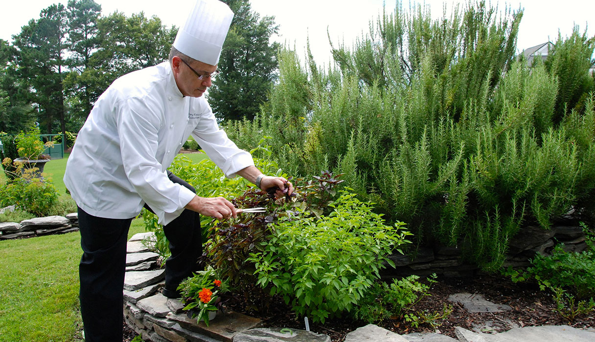 Chef gathers herbs from garden.
